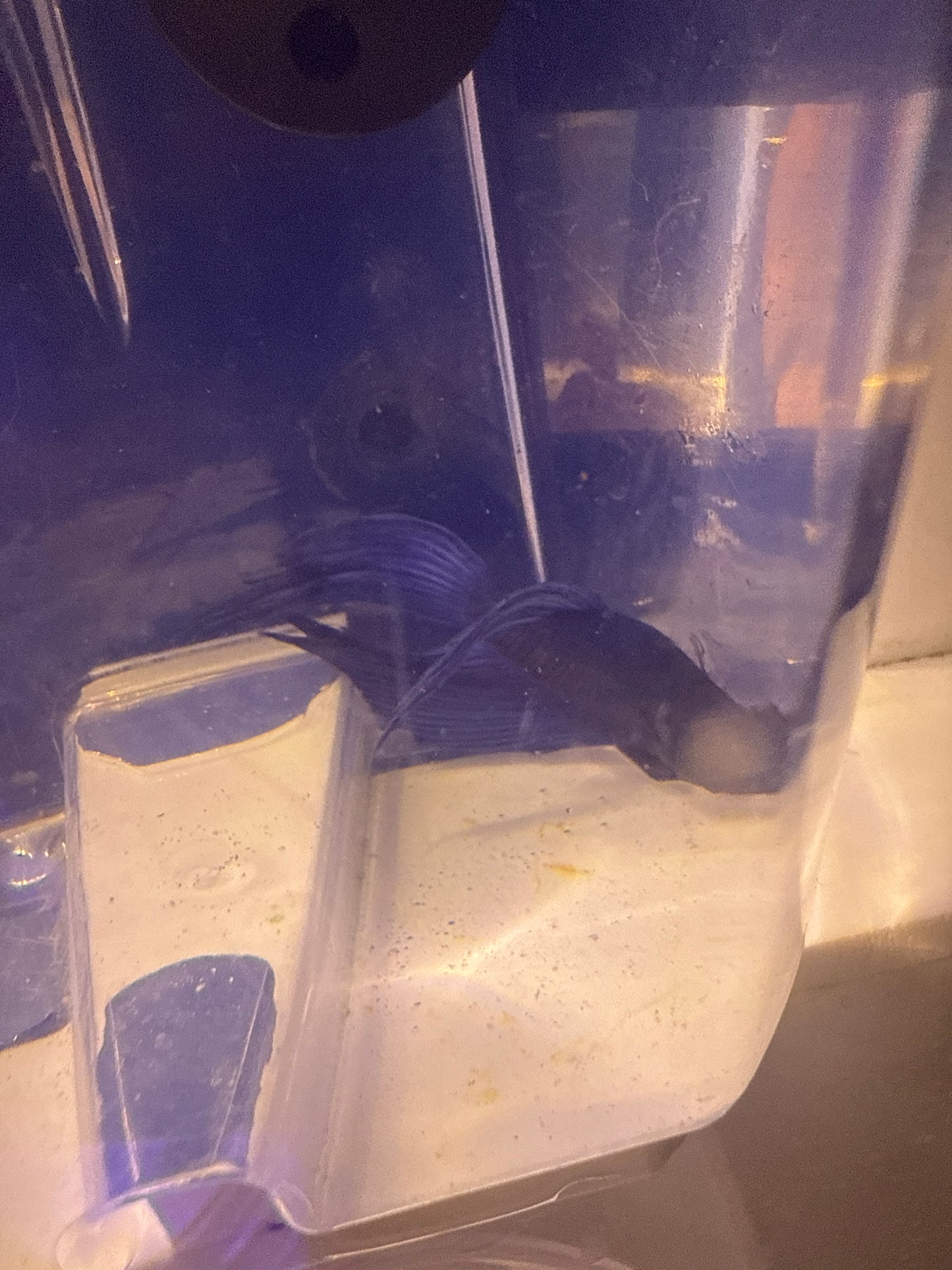 Betta - D7 Male