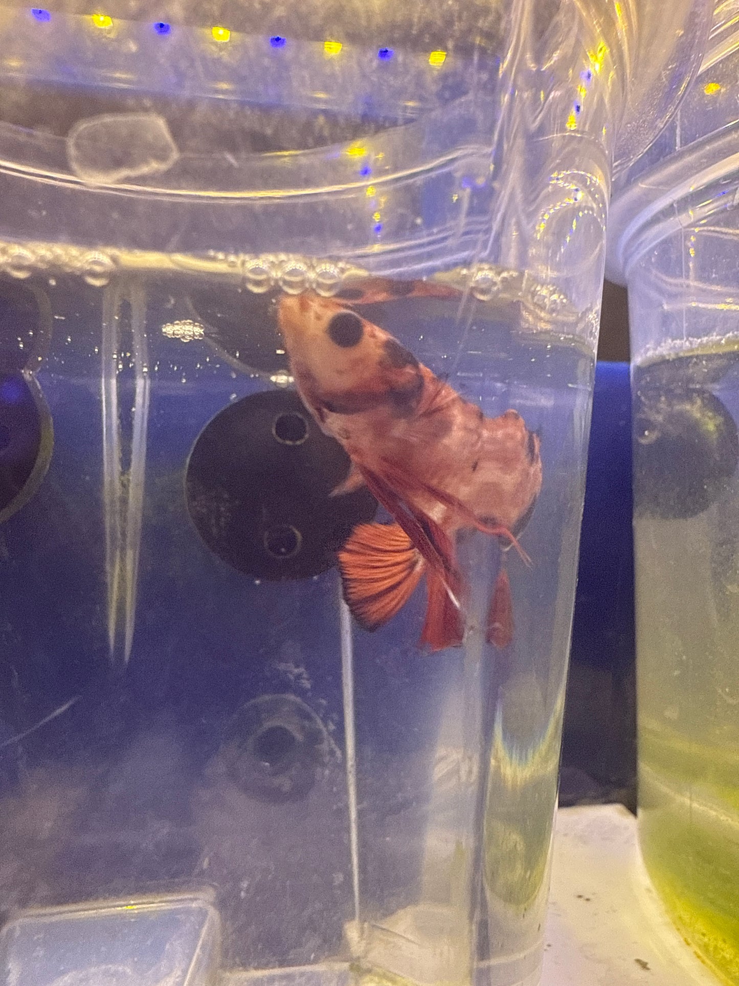 Betta - A2 Koi Roundtail Male