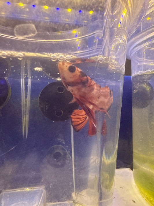 Betta - A2 Koi Roundtail Male