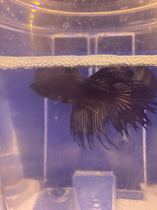 Betta - B4 Male Black Orchid