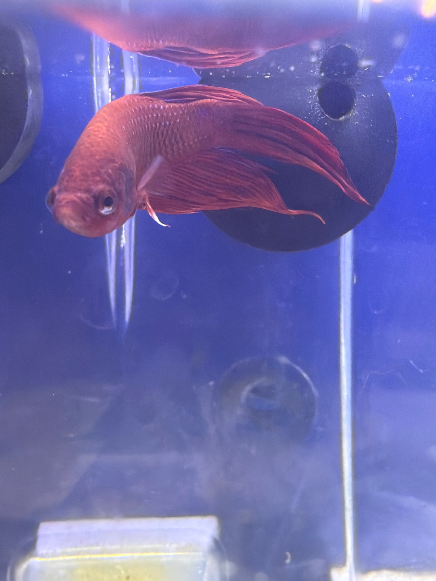 Betta - D2 Male