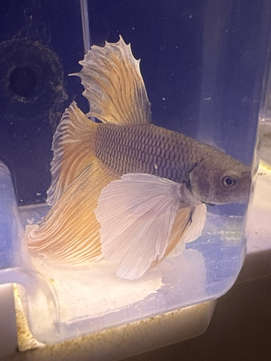 Betta - B2 Dumbo Male Large