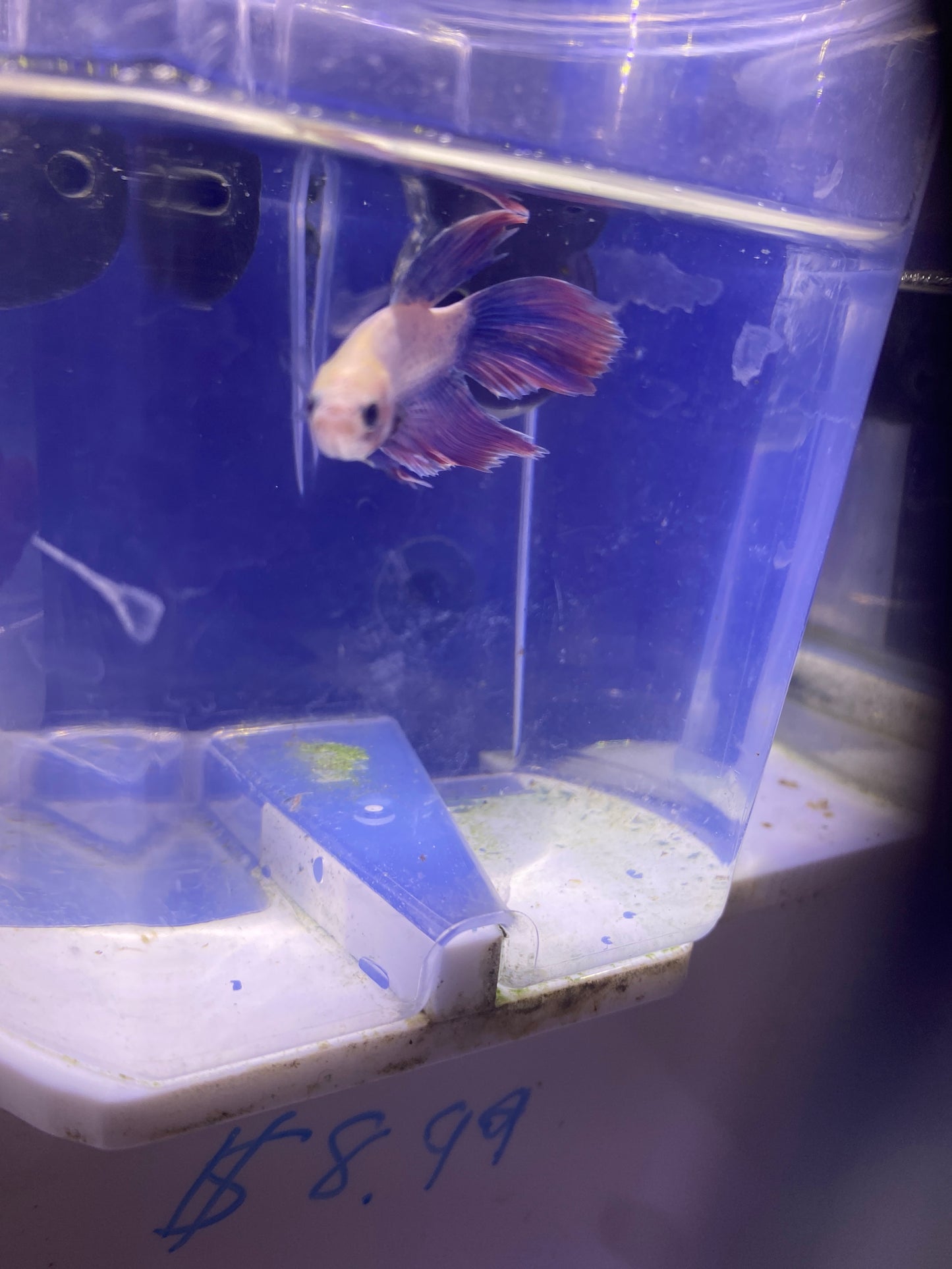 Betta - D6 Male pastel veiltail
