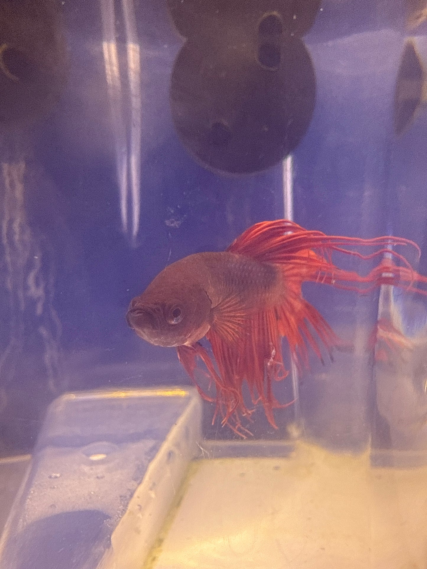 Betta - A3 Male Crowntail