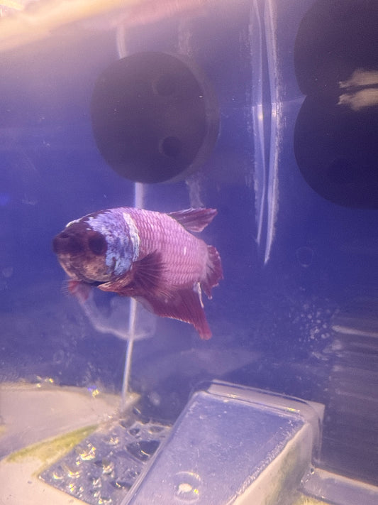 Betta - B4 Male Rountail Hellboy