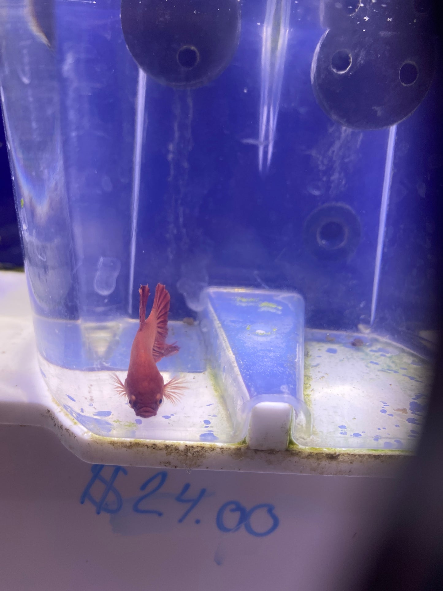 Betta - D4 Red Fire Plakat