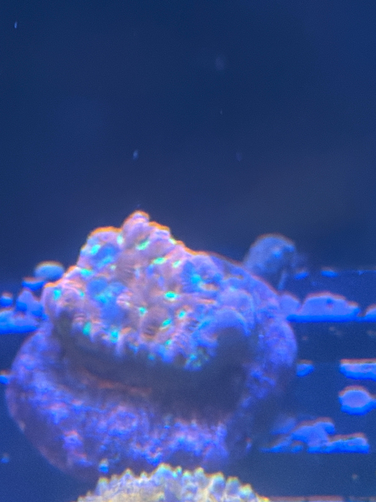Coral I2 - Favia