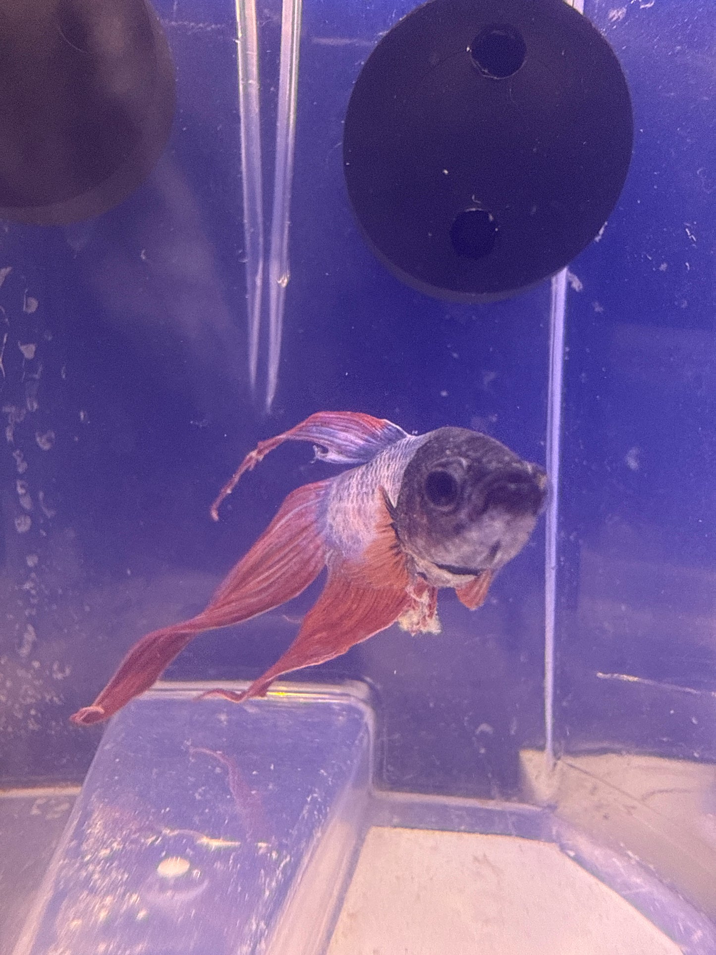 Betta - A6 Dragonscale Male