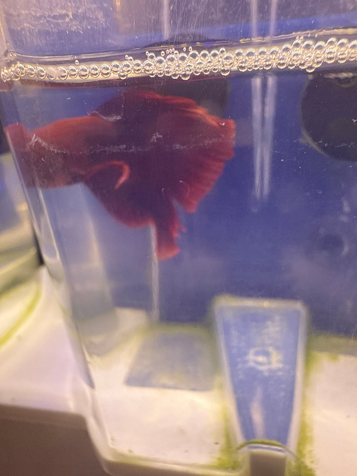 Betta - C5 Male Betta