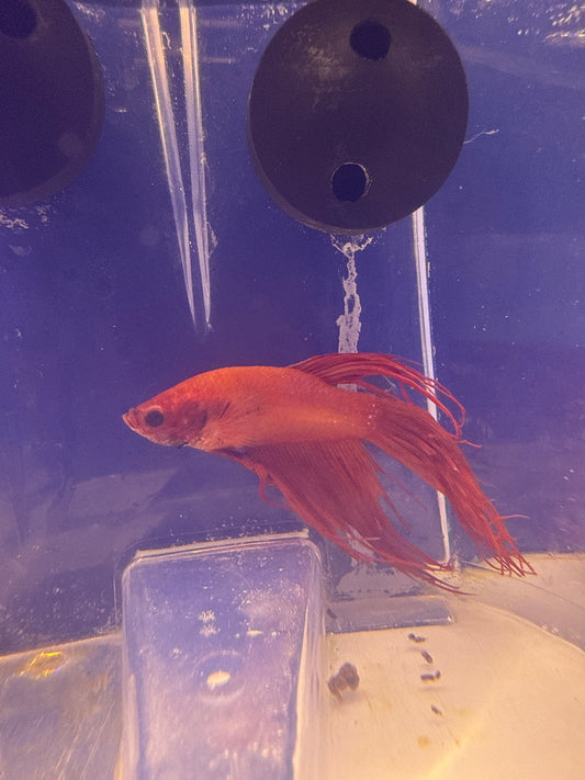 Betta - B5 Male Red Devil Crown