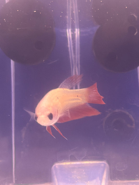 Betta - A4 Female