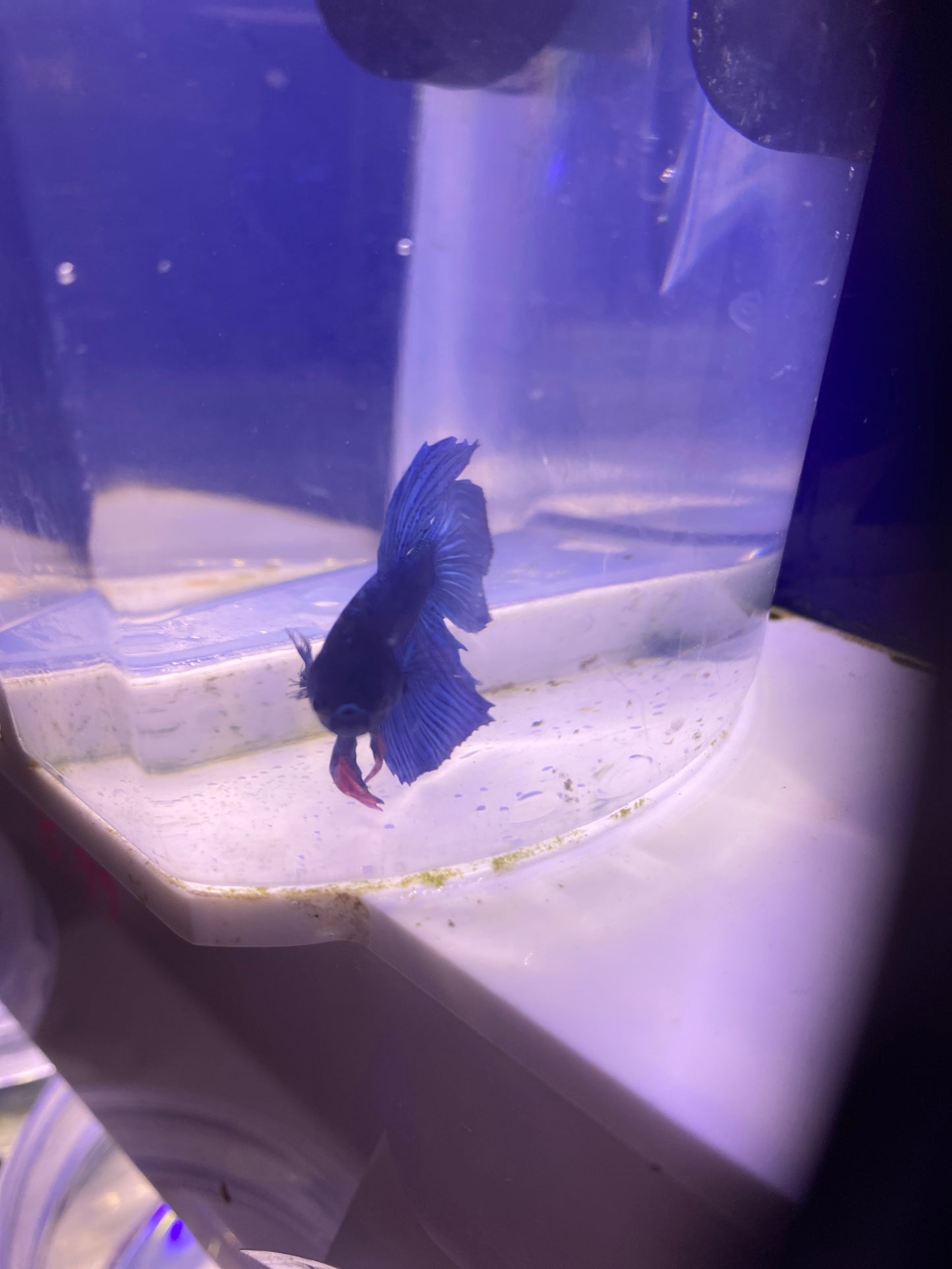 Betta - C4 Male Betta blue veiltail