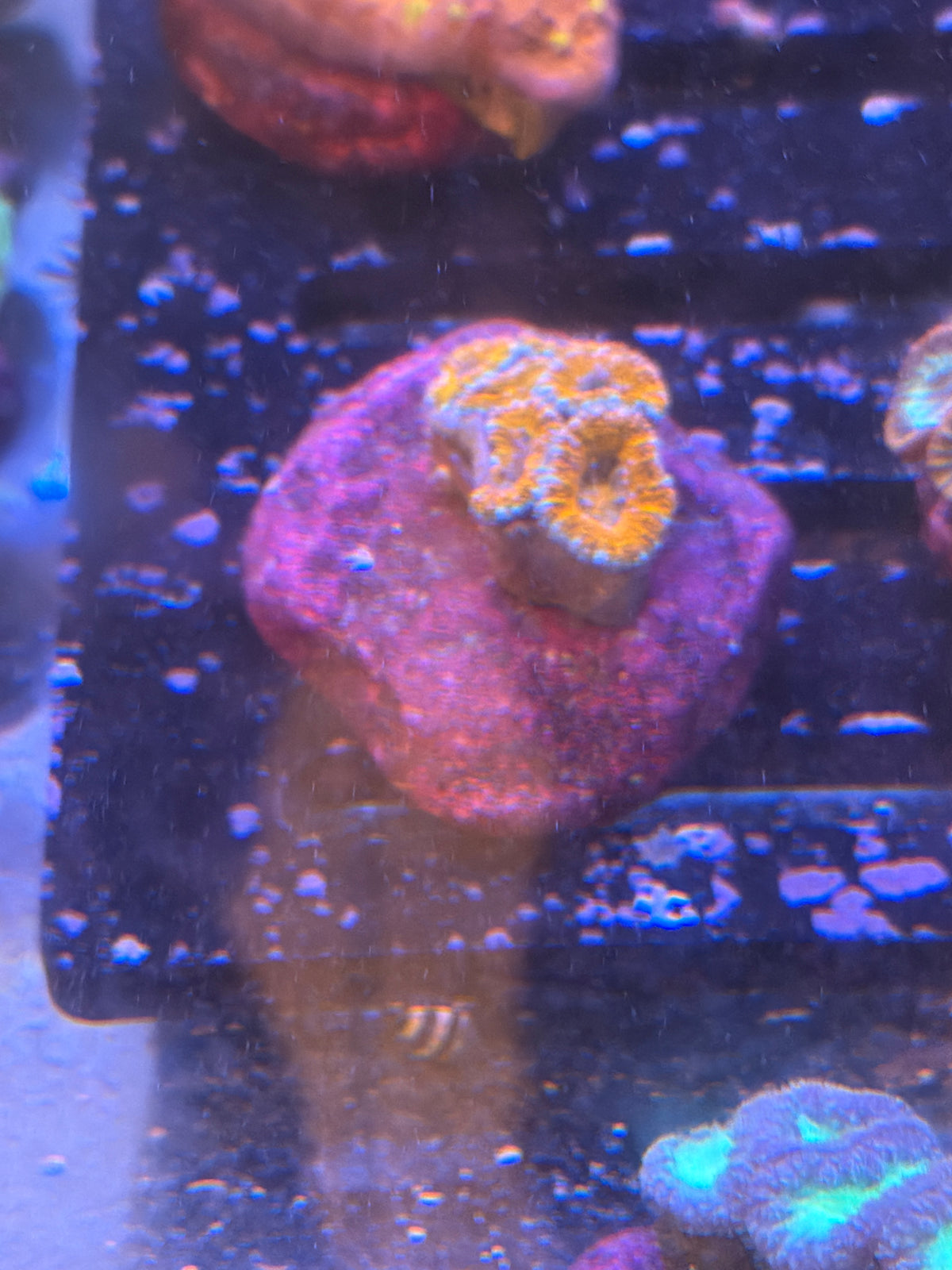 Coral I7 - Acan Lord