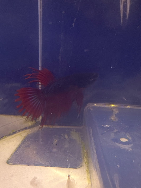 Betta - D3 Crowntail Male