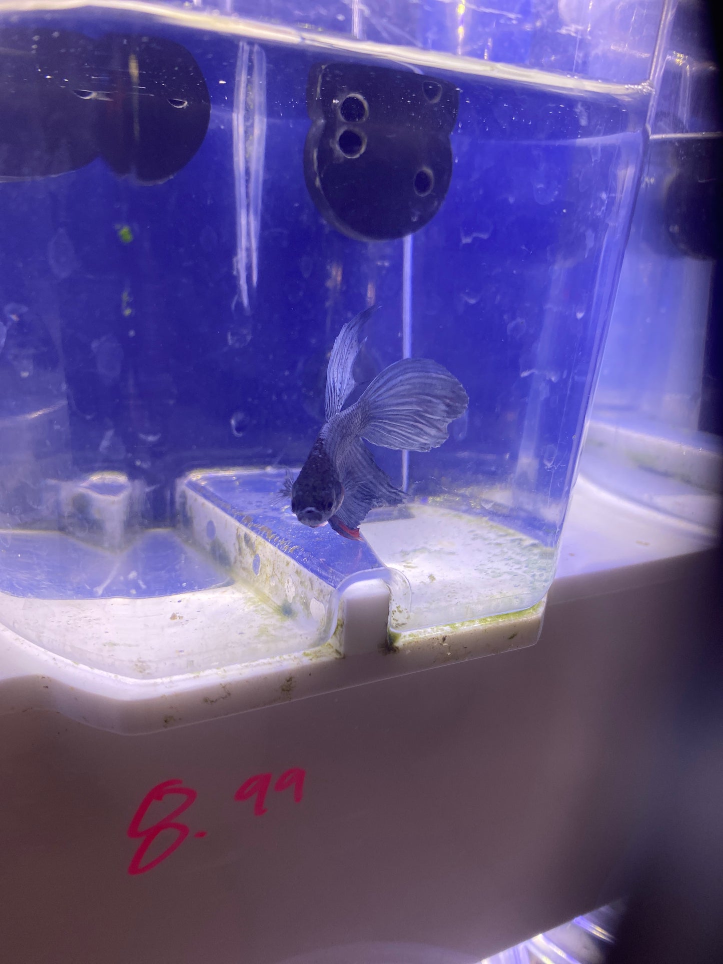 Betta - C3 Male Betta indigo veiltail