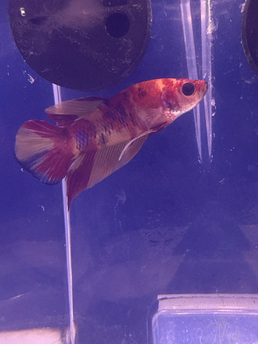 Betta - C6 Roundtail Koi