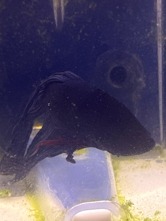 Betta - B2 Male Large