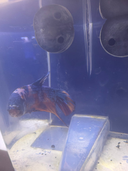 Betta - B7 Rountail Koi