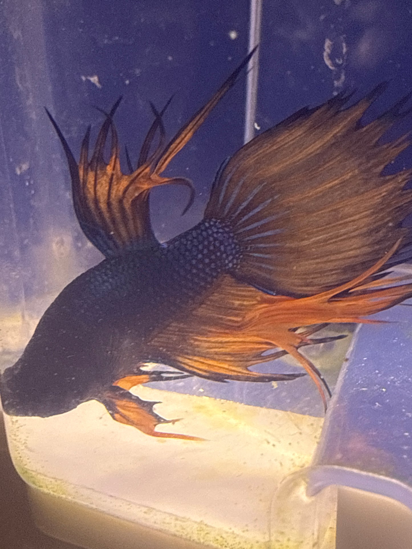 Betta - B2 Male Blue/orange crowntail