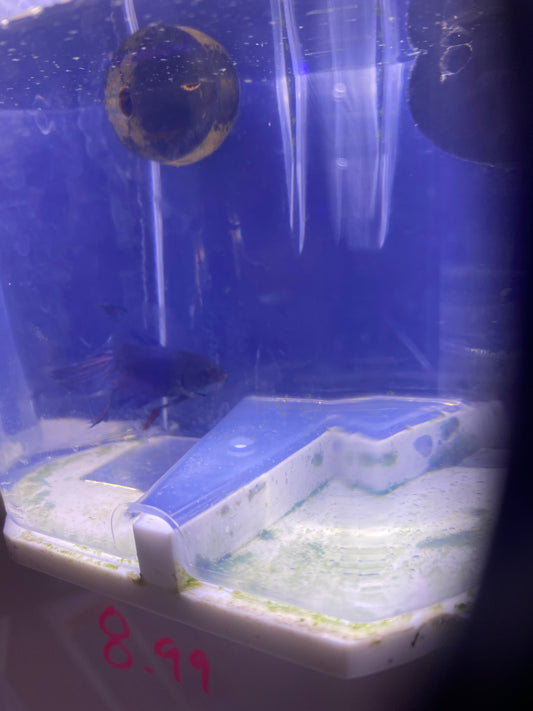 Betta - C2 Male Betta indigo veiltail