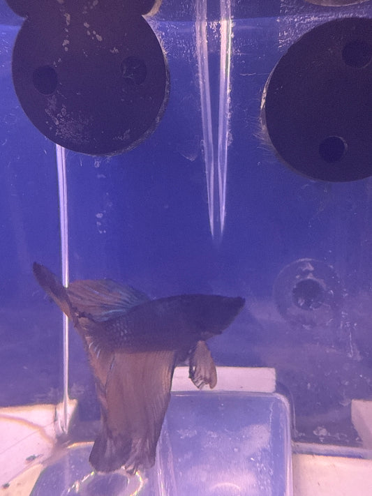 Betta - B7 Male Half Moon Mustard