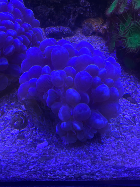 Live Coral C2 Bubble Coral