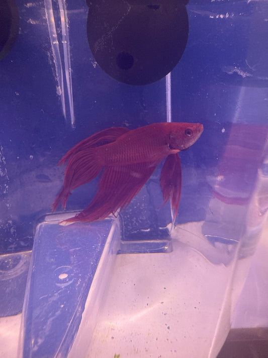 Betta - D2