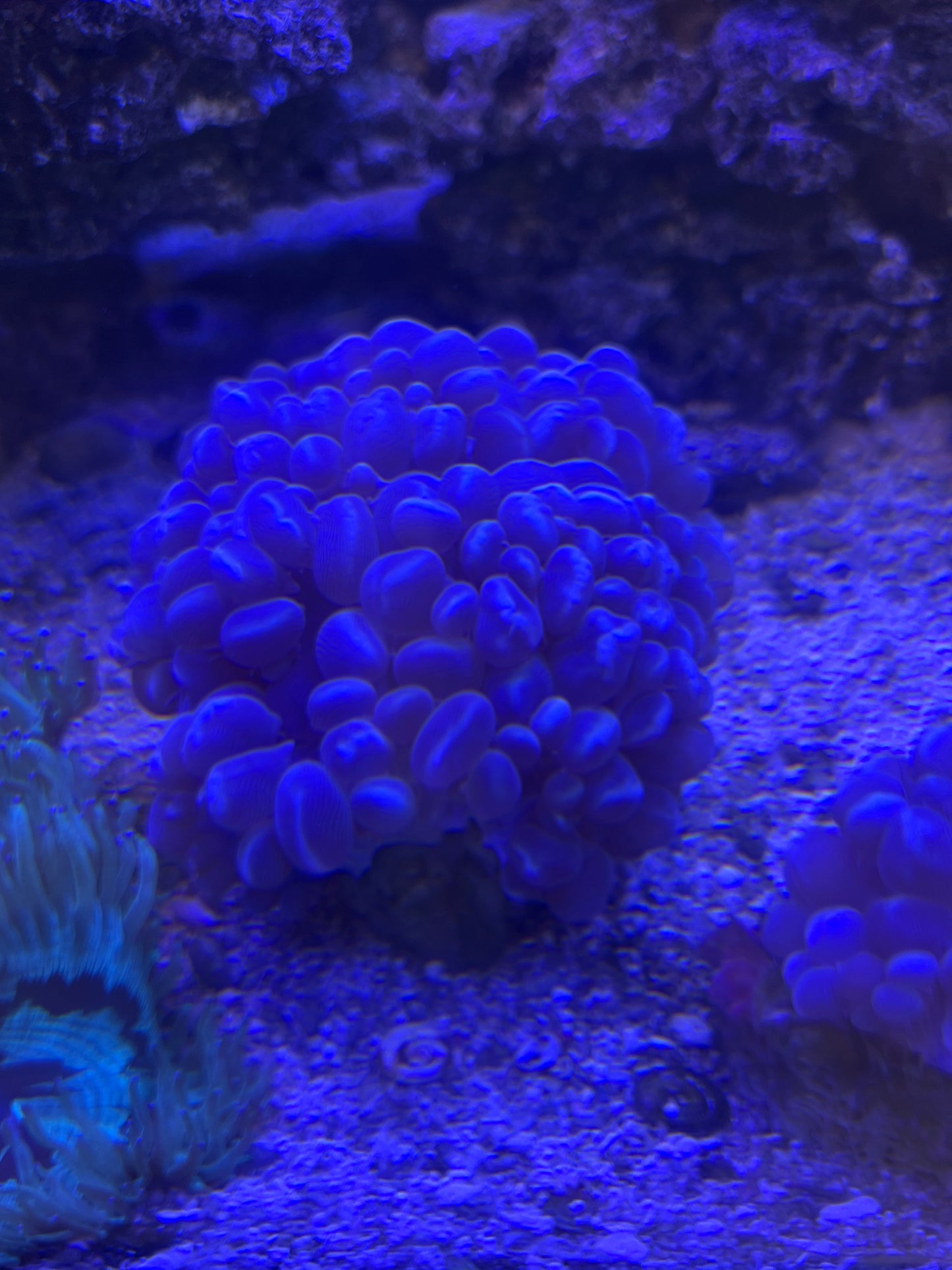 Live Coral C3 Bubble Coral