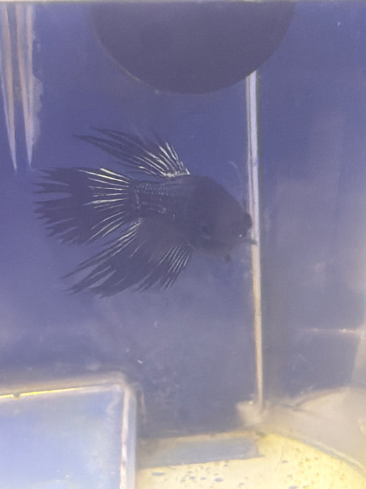 Betta - C6 Male Black Metallic Crowntail