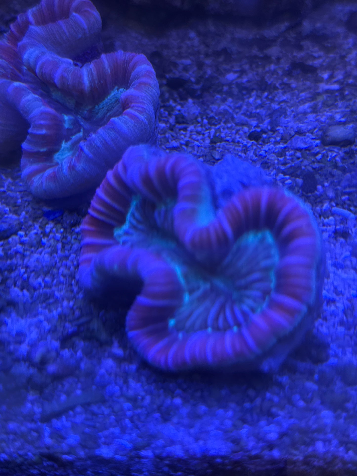 Live Coral J3 - Red Trachy Coral