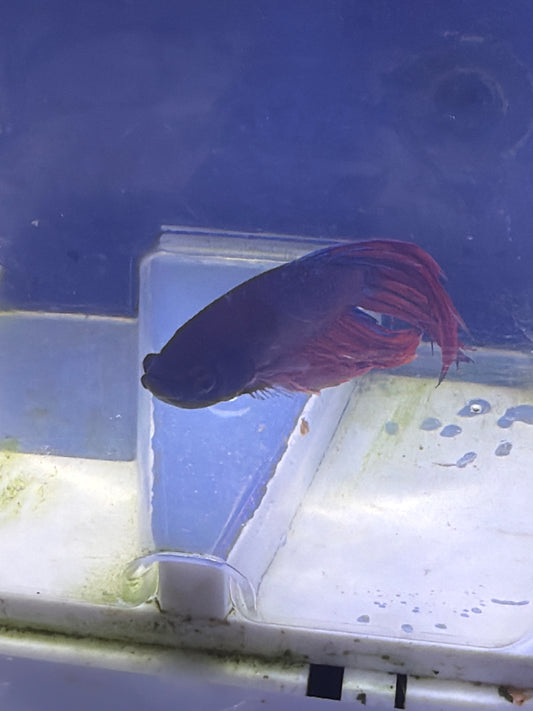 Betta - E3