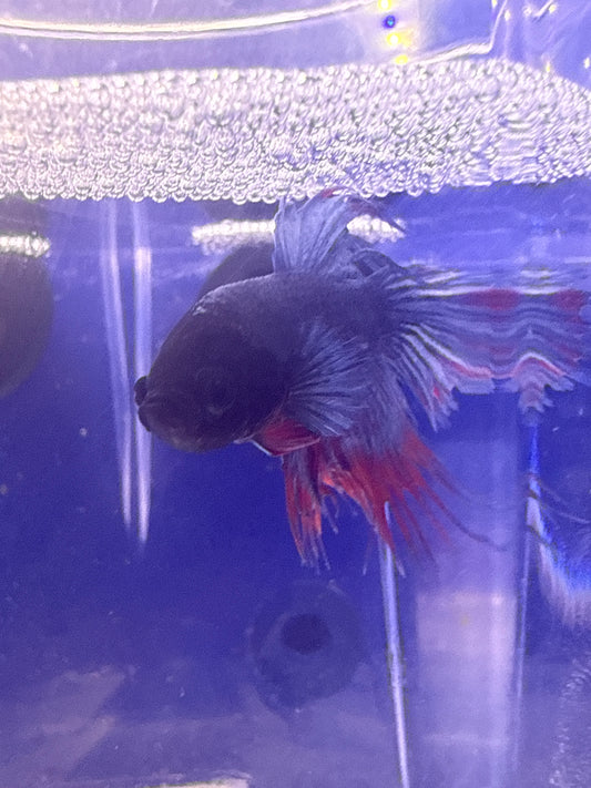 Betta - A7 Crowntail Male