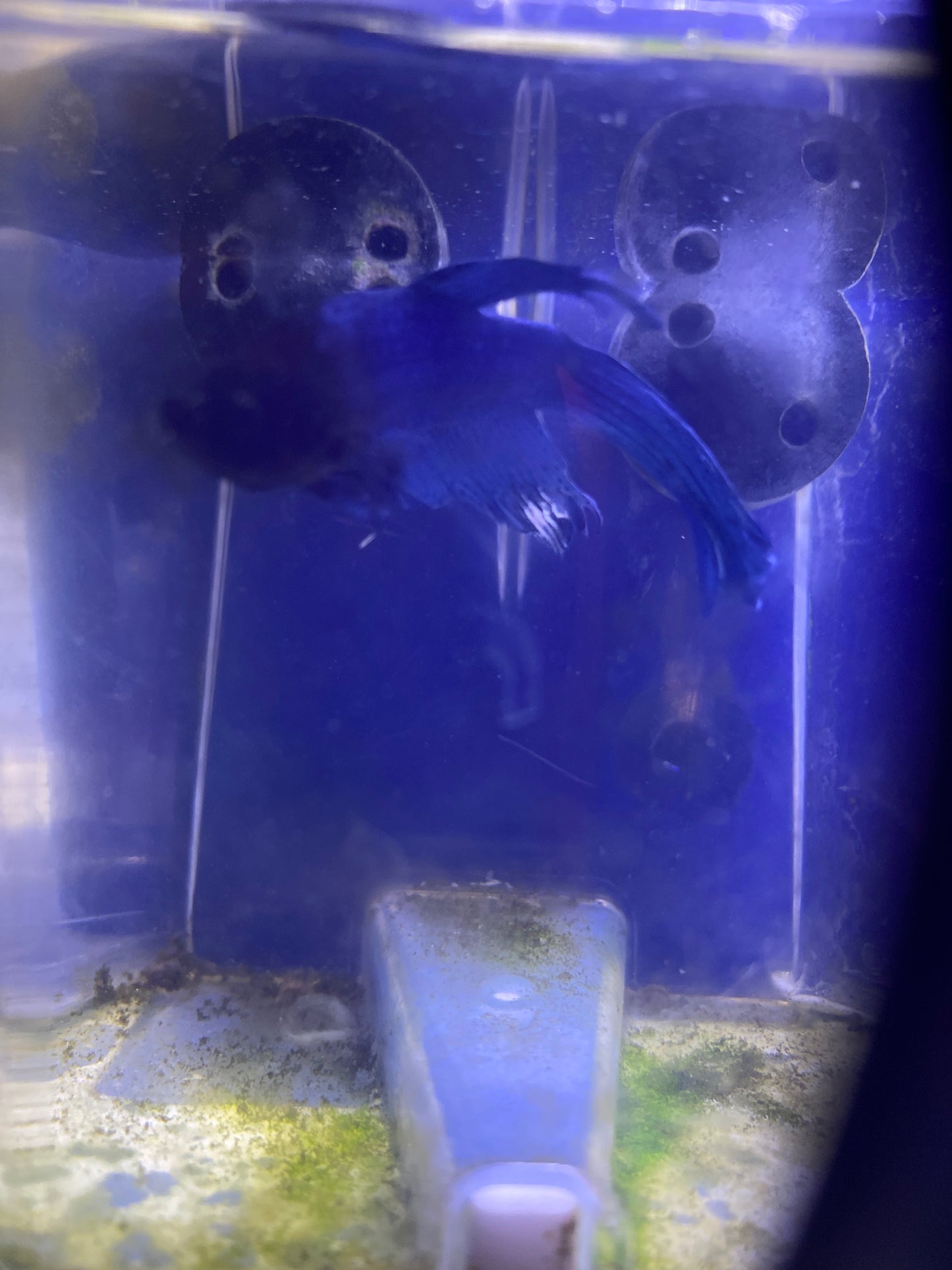 Betta - B1 Male Blue Longfin
