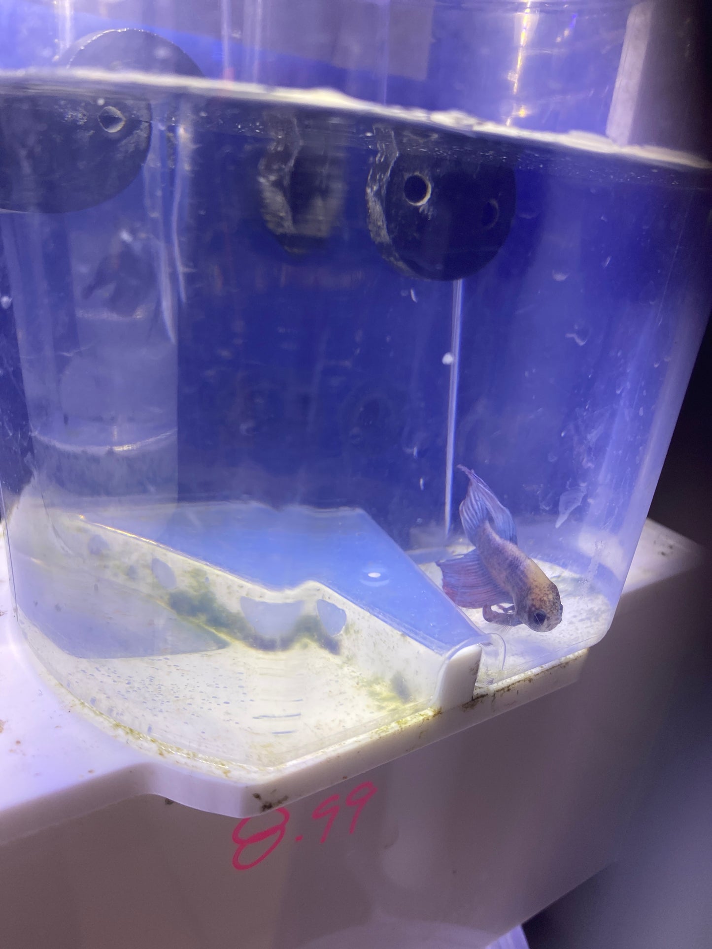 Betta - C7 Male lavender veiltail