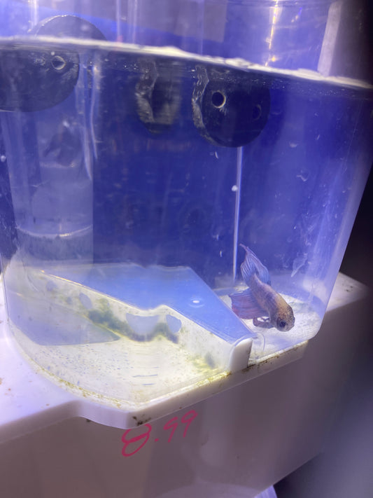 Betta - C7 Male lavender veiltail