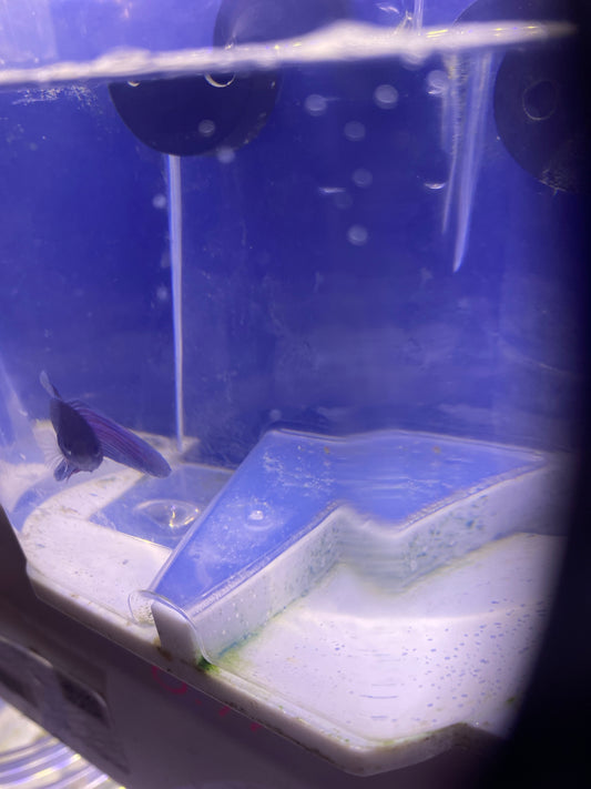 Betta - C5 Male Betta purple veiltail
