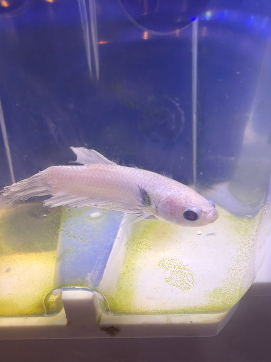 Betta - C4 Platinum White