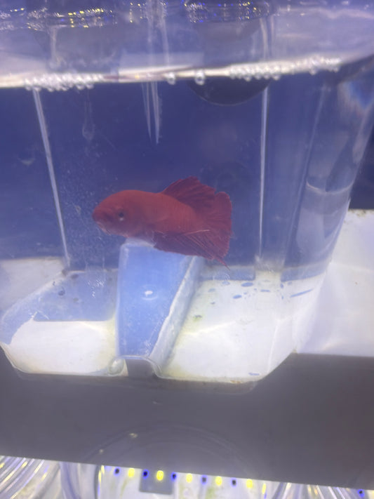 Betta - D5 Male Plakat Red Fire
