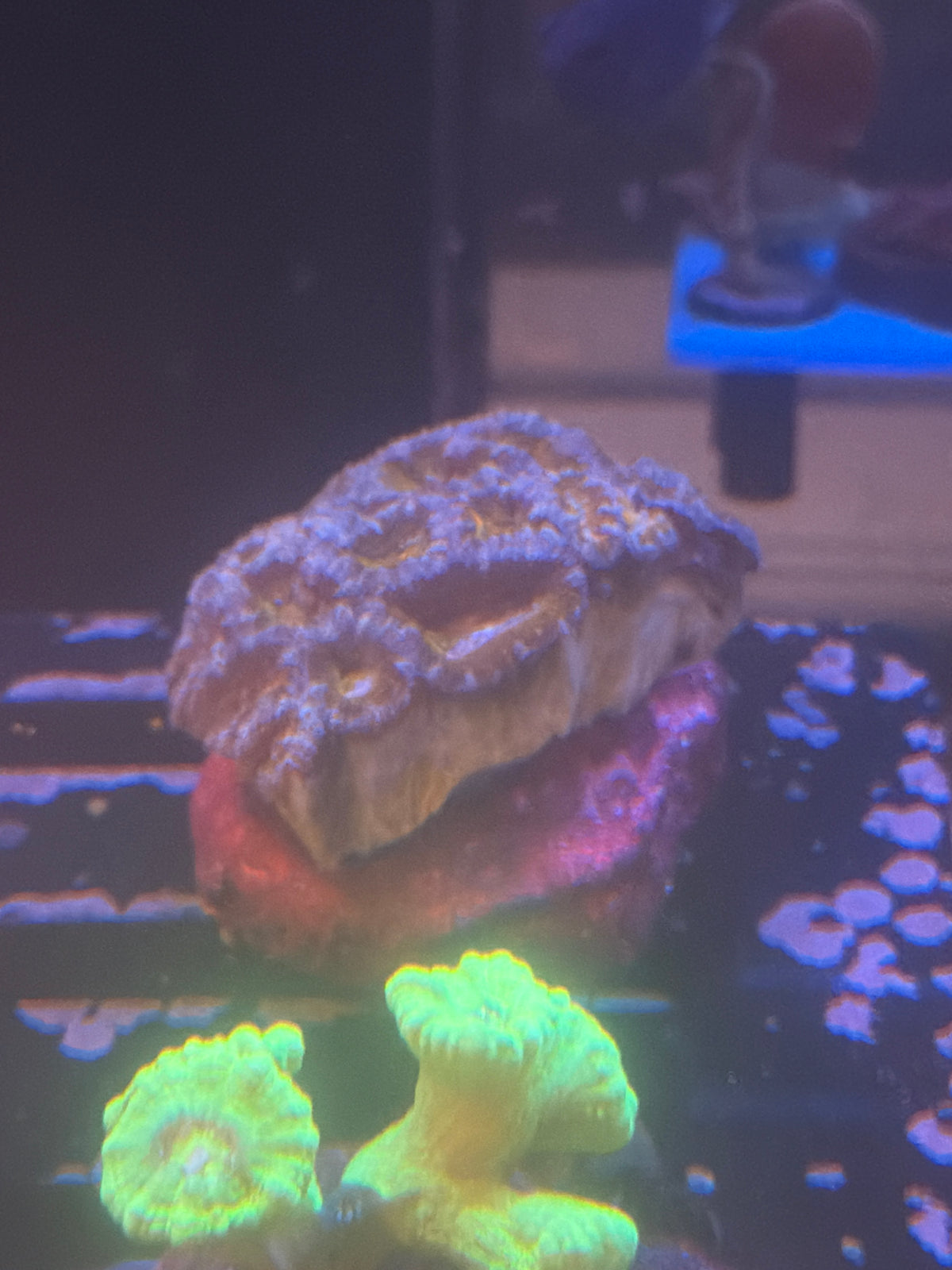 Coral I3 - Acan Lord