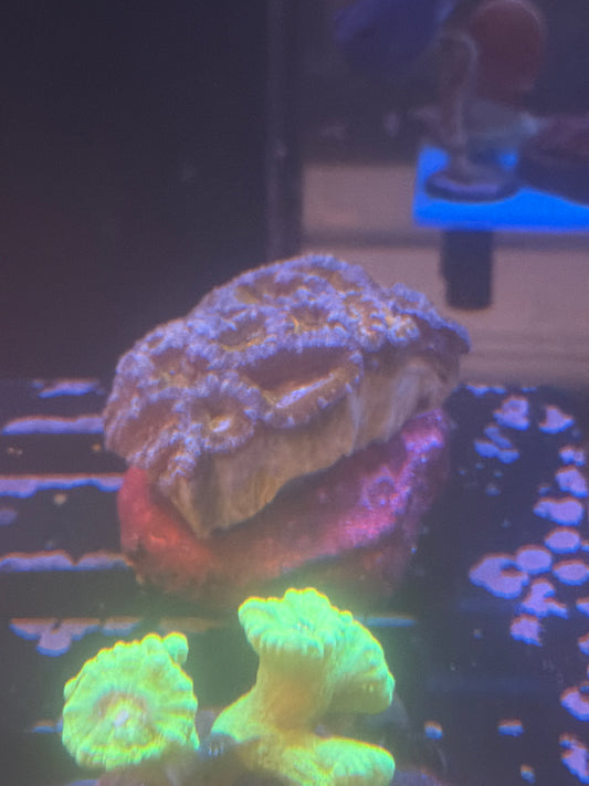 Coral I3 - Acan Lord