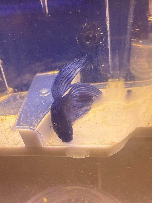 Betta - D3