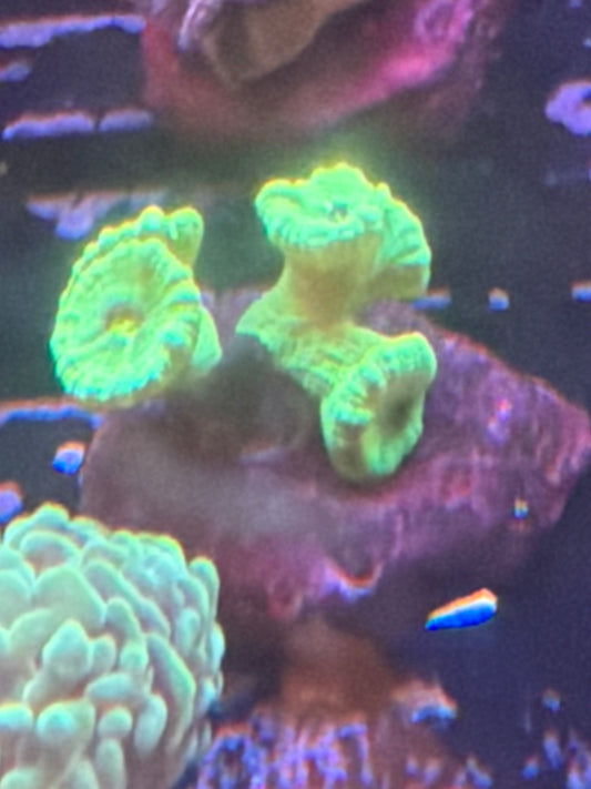 Coral I6 - Kryptonite Trumpet