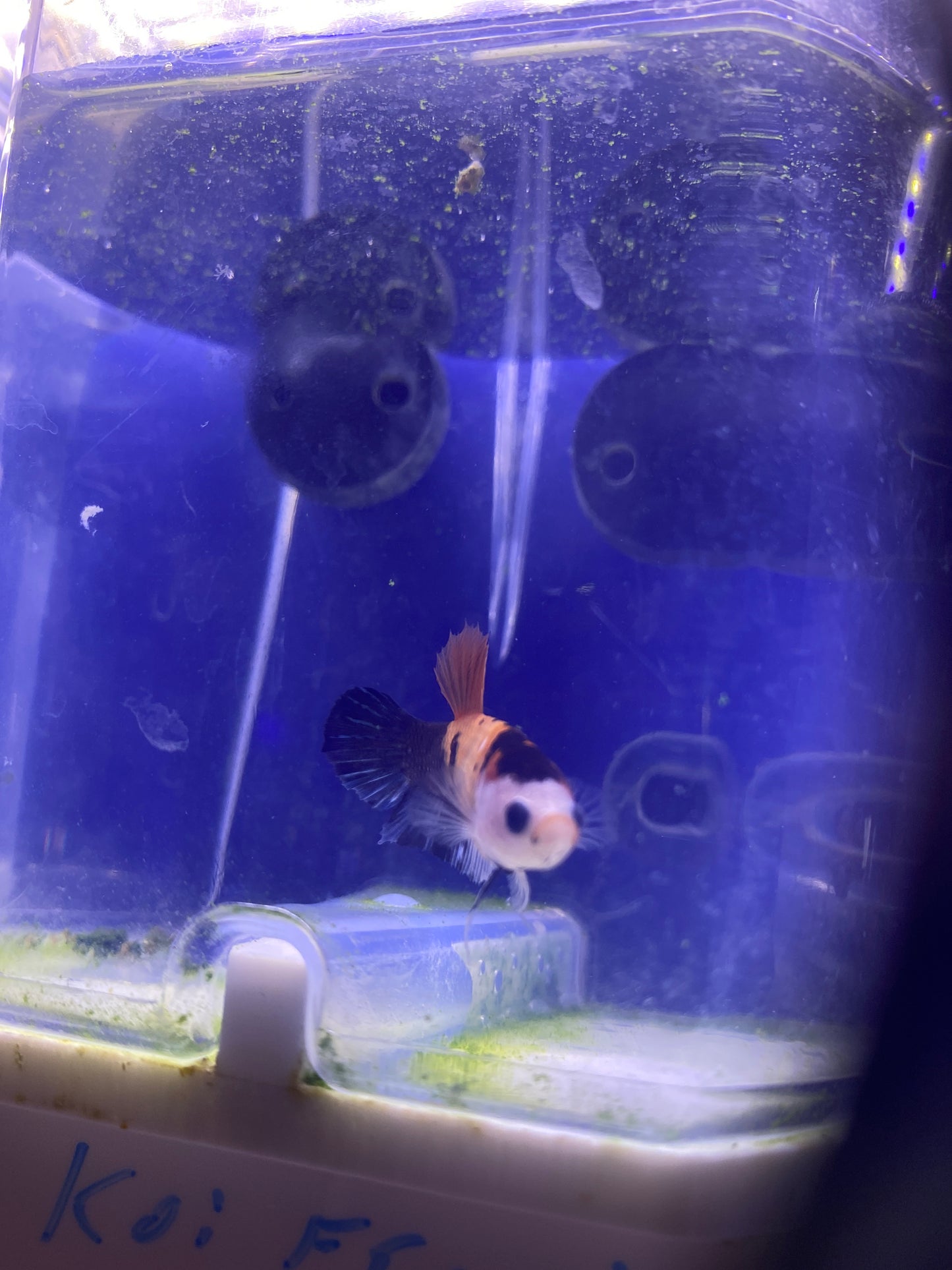 Betta - A5 Female koi