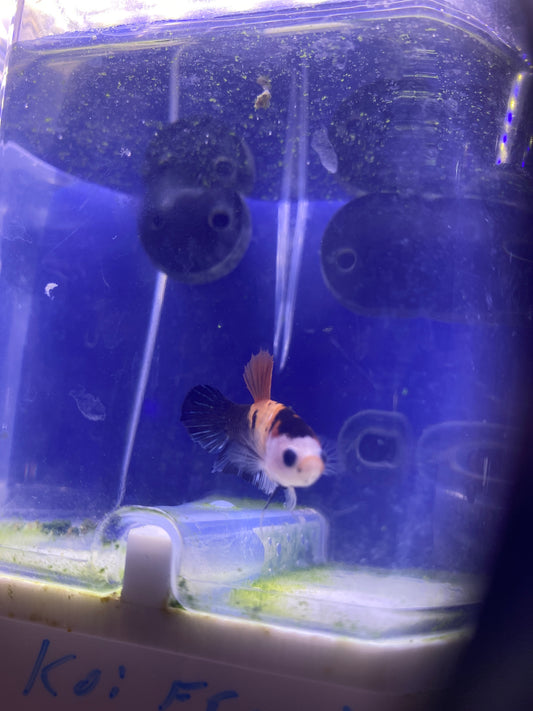 Betta - A5 Female koi