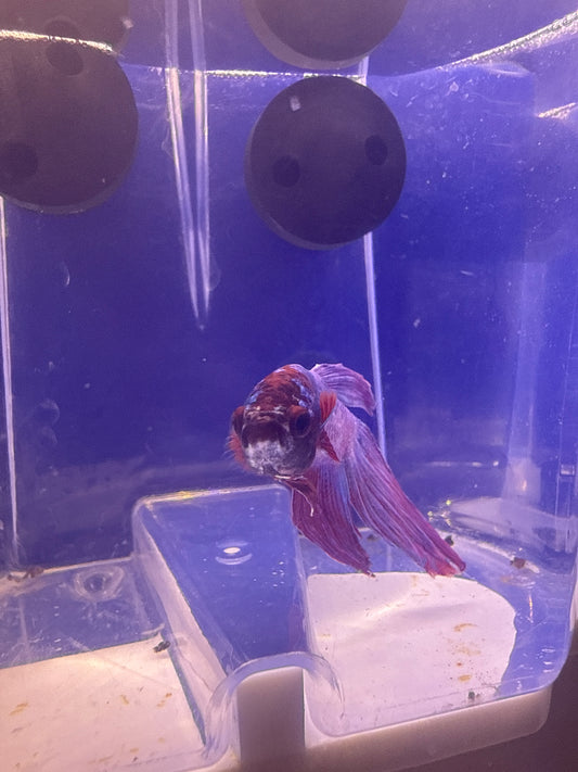 Betta - A5 Dragon Scale