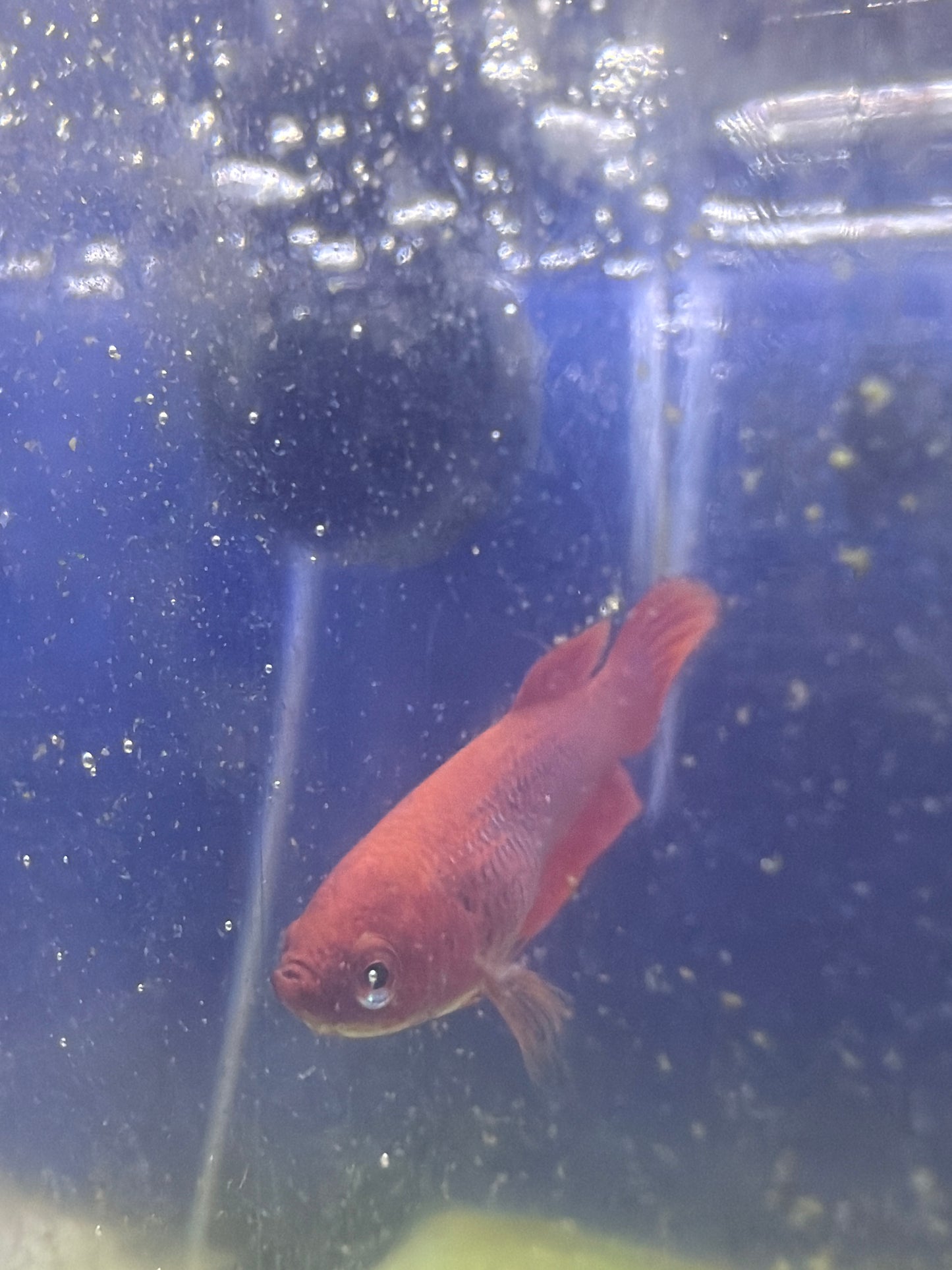 Betta - A2 Female