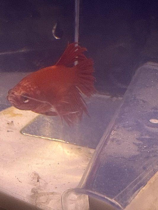 Betta - D1 Crowntail Male