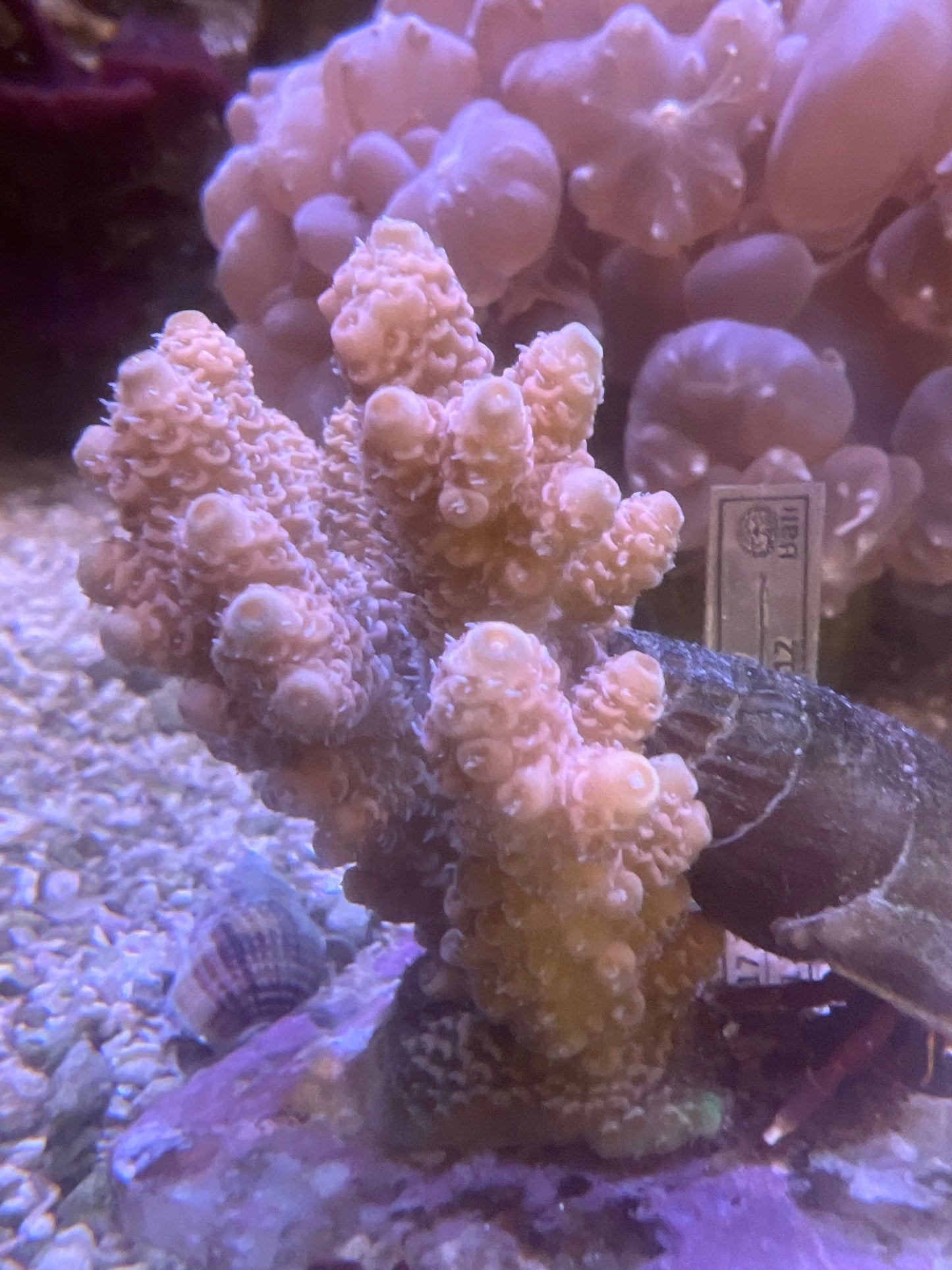 Live Coral H4 - Millepora Undo Ultra Acro Cultured