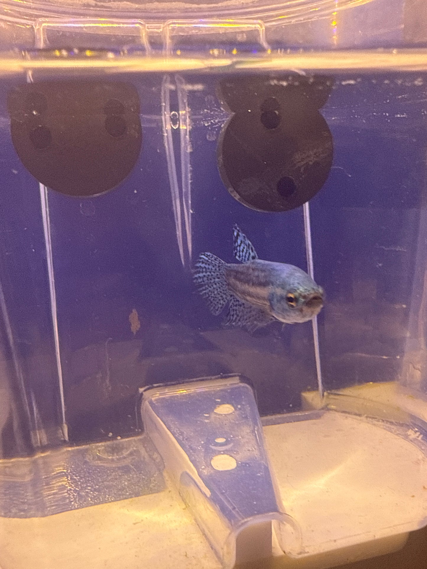 Betta - B6  Alien Male