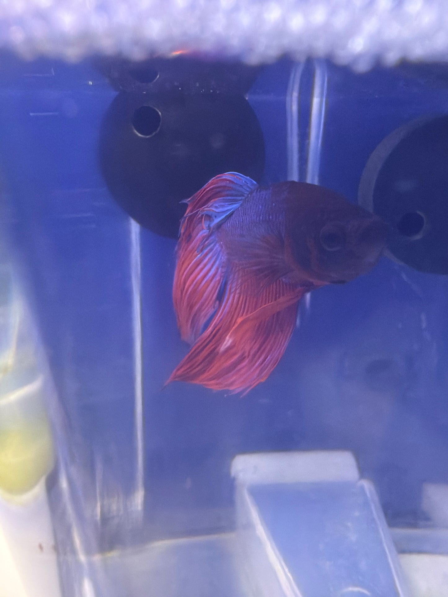 Betta - D7 Male